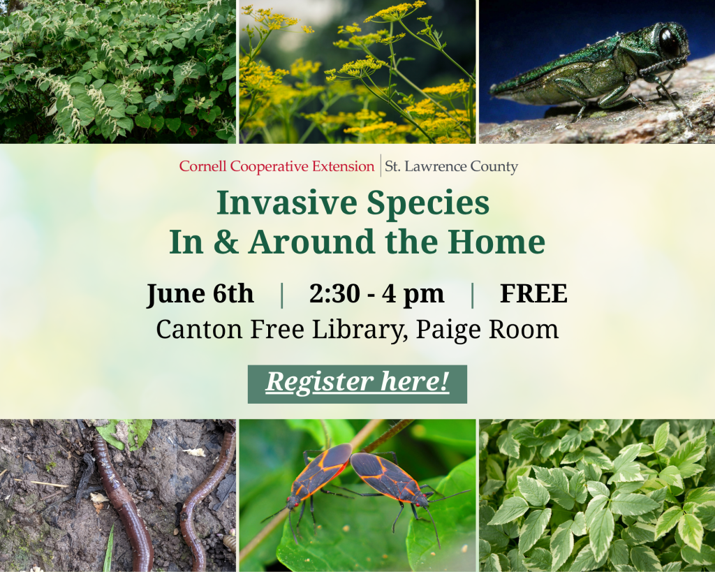 images of invasive plants and pests